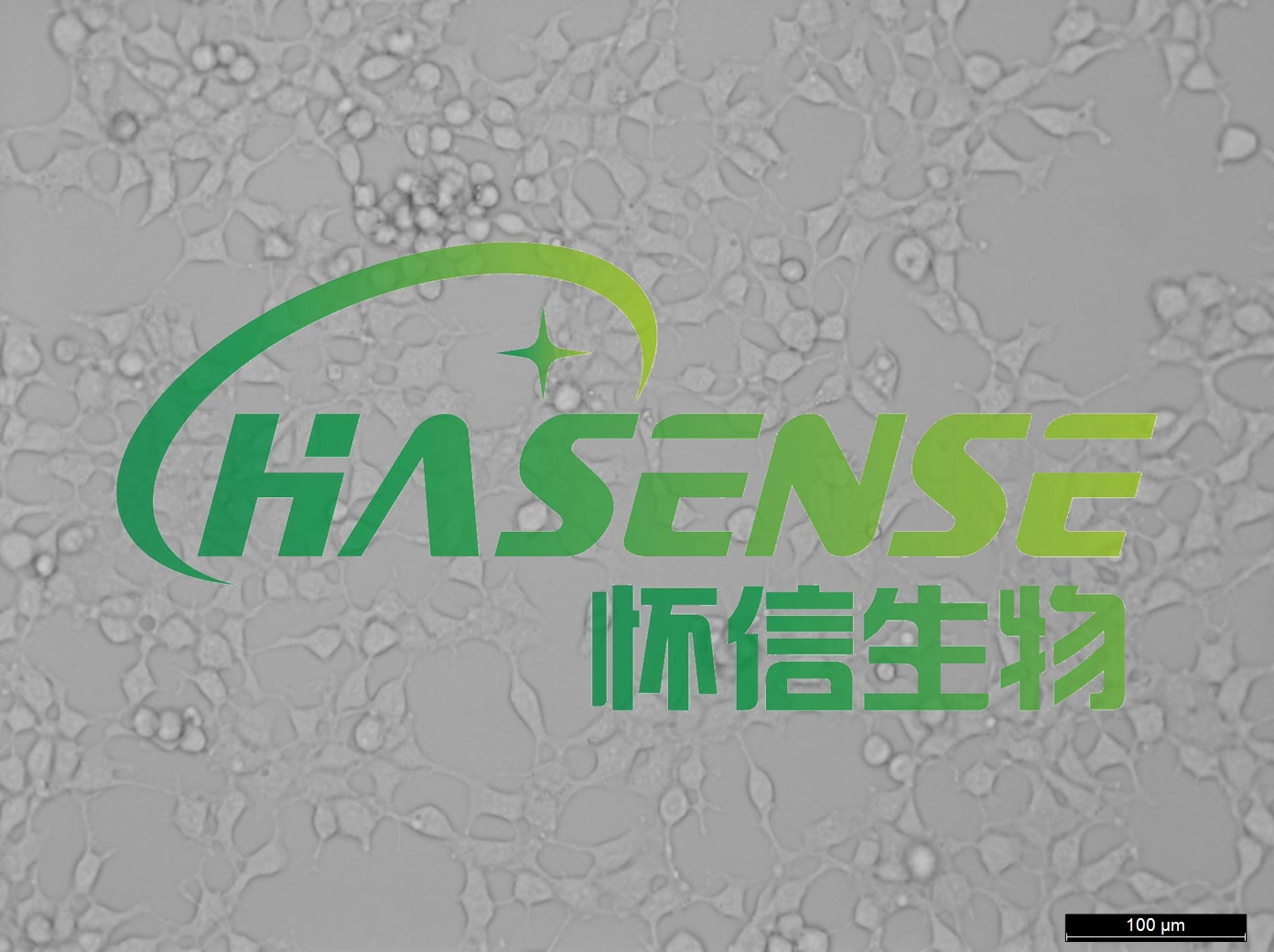 293(HEK-293)-人胚腎細(xì)胞