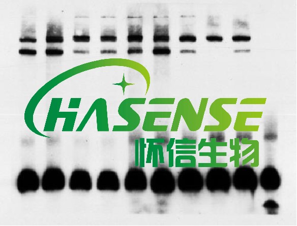 EMSA檢測(cè)